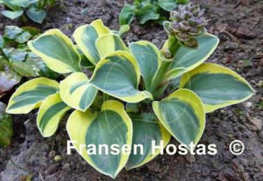 Hosta Lucky Mouse