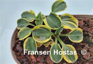 Hosta Lucky Mouse