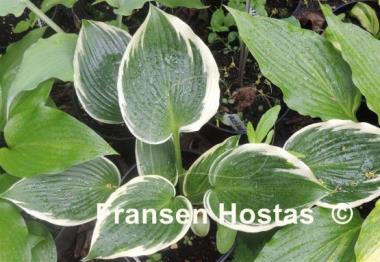 Hosta Lucky Number