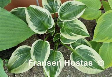 Hosta Lucky Number