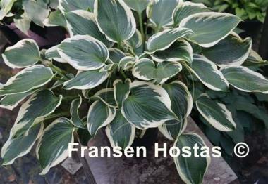 Hosta Lucky Number