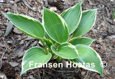 Hosta Lucky Number