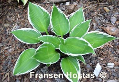 Hosta Lucky Number