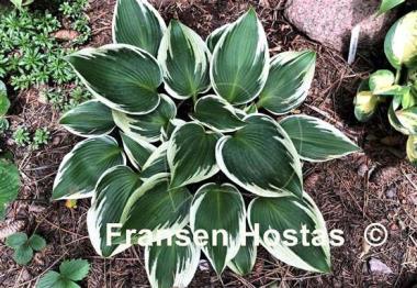 Hosta Lucky Number
