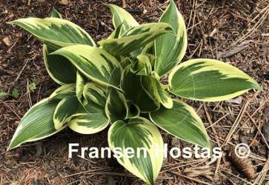 Hosta Lucky Number