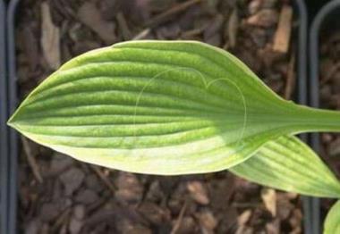 Hosta Lucy Hooker
