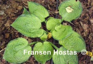 Hosta Lucy Vitols
