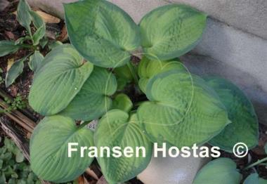 Hosta Lucy Vitols
