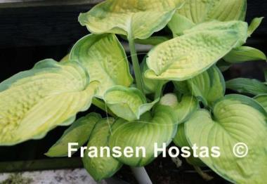 Hosta Lucy Vitols