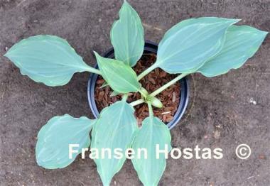 Hosta Ludacris