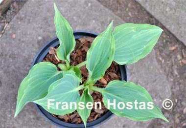 Hosta Ludacris