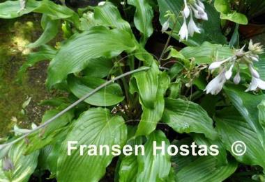 Hosta Lullabye