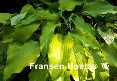 Hosta Lullabye