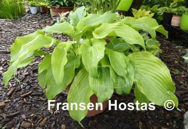 Hosta Lullabye