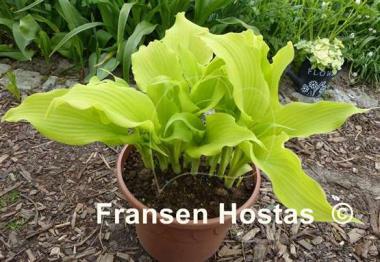 Hosta Lullabye