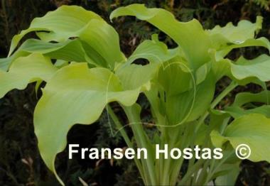Hosta Lullabye