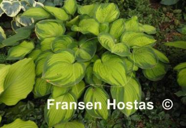 Hosta Lunar Orbit