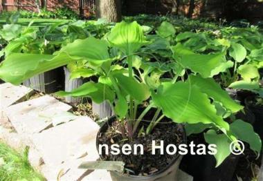 Hosta Lust in the Dust