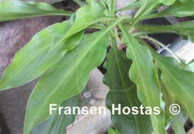 Hosta laevigata