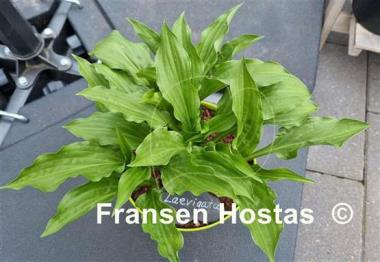 Hosta laevigata