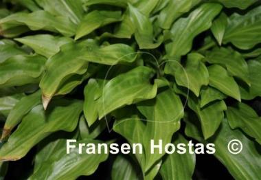 Hosta laevigata