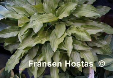 Hosta laevigata