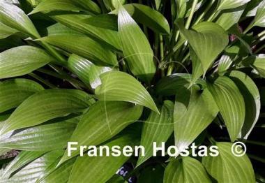 Hosta Lancifolia