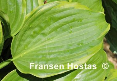 Hosta longipes 'Tenryu Nishiki'