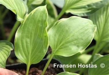 Hosta longipes 'Tenryu Nishiki'