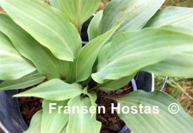 Hosta longipes f. hypoglauca