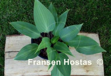 Hosta longipes f. hypoglauca
