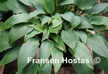 Hosta longipes f. hypoglauca