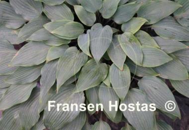 Hosta longipes f. hypoglauca
