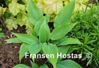 Hosta longipes f. hypoglauca