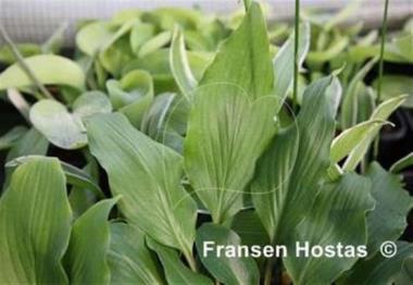 Hosta longipes