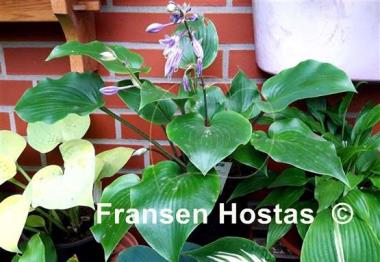 Hosta longipes var. latifolia 'Urajiro Hachijo'