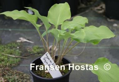 Hosta longipes var. latifolia 'Urajiro Hachijo'