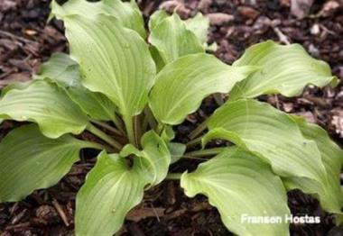 Hosta longipes var. latifolia