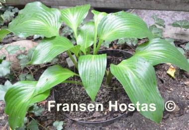 Hosta longipes var. latifolia