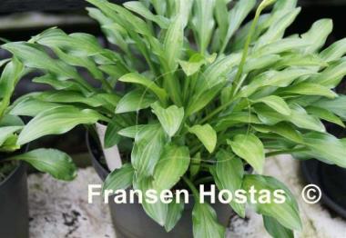 Hosta longissima