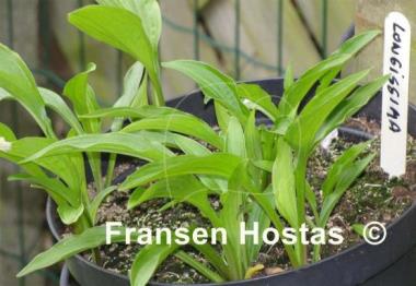 Hosta longissima