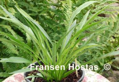 Hosta longissima