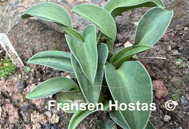 Hosta Macho Mouse