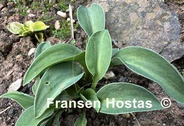 Hosta Macho Mouse