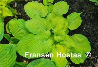 Hosta Made You Look