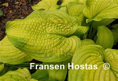 Hosta Made You Look