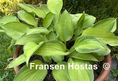 Hosta Made in Spades