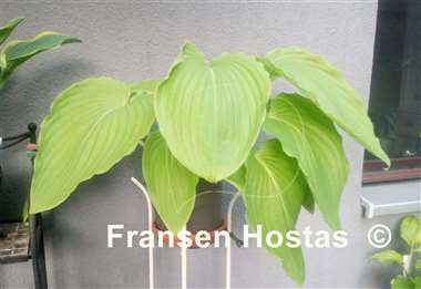 Hosta Maekawa 