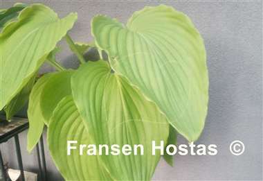Hosta Maekawa 