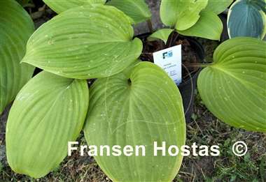 Hosta Mango Lettuce